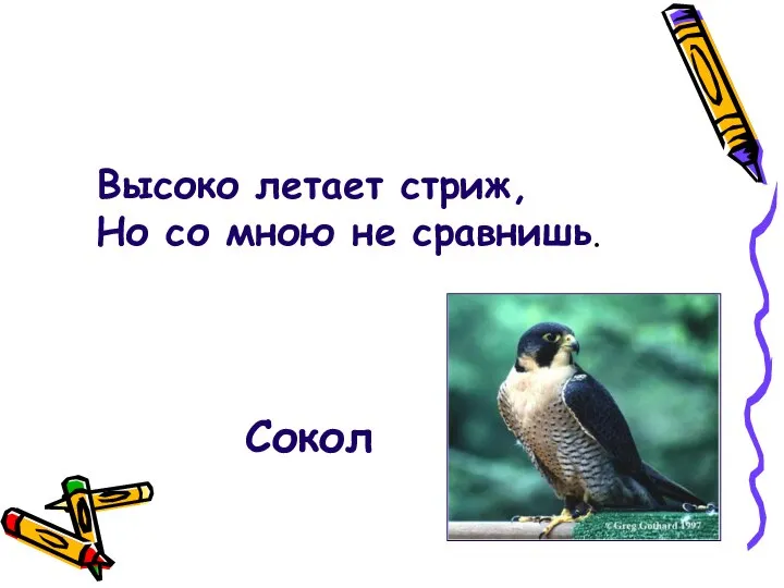 Высоко летает стриж, Но со мною не сравнишь. Сокол