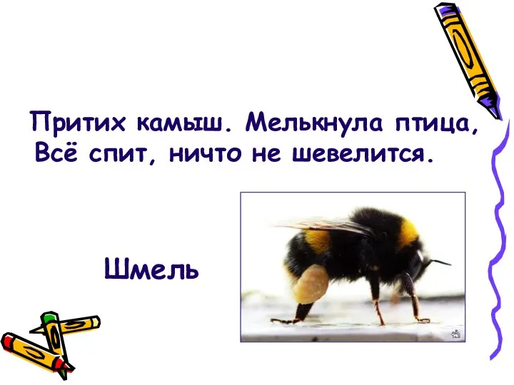 Притих камыш. Мелькнула птица, Всё спит, ничто не шевелится. Шмель