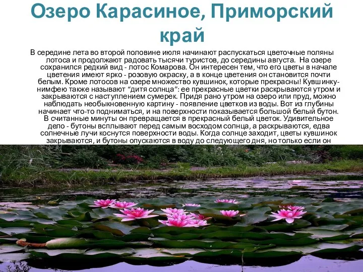 Озеро Карасиное, Приморский край В середине лета во второй половине июля начинают