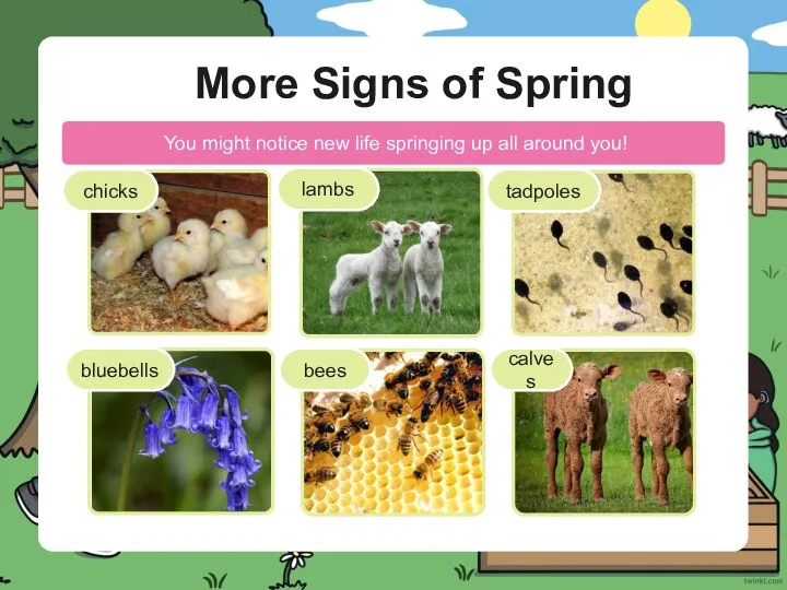 More Signs of Spring chicks lambs tadpoles bluebells bees calves You might