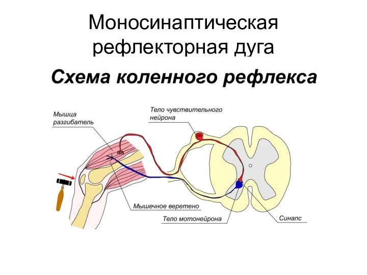 Моносинаптическая рефлекторная дуга