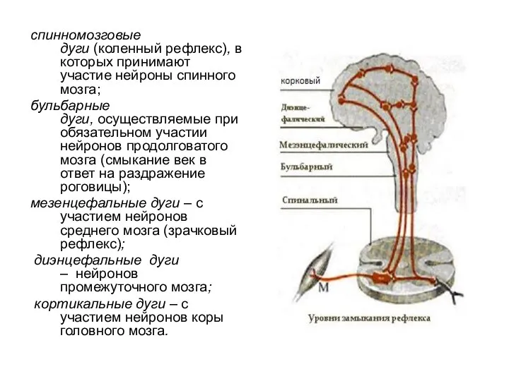 спинномозговые дуги (коленный рефлекс), в которых принимают участие нейроны спинного мозга; бульбарные