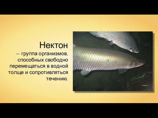 Нектон — группа организмов, способных свободно перемещаться в водной толще и сопротивляться течению. Ginkgo100