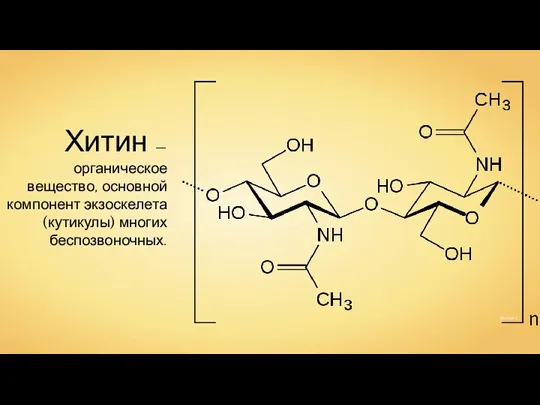 Хитин — органическое вещество, основной компонент экзоскелета (кутикулы) многих беспозвоночных. Dschanz