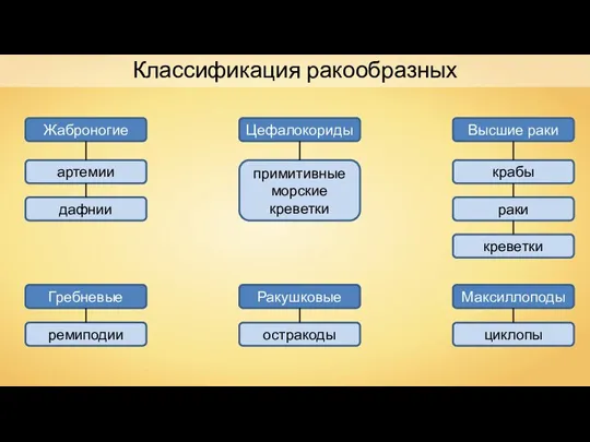 Классификация ракообразных Жаброногие Цефалокориды Высшие раки Ракушковые Гребневые артемии дафнии примитивные морские