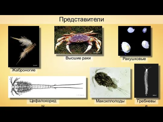 Ракушковые Жаброногие Цефалокориды Гребневые Высшие раки Максиллоподы Lycaon А. В. Иванов Dan Boone PDH Mithril Представители