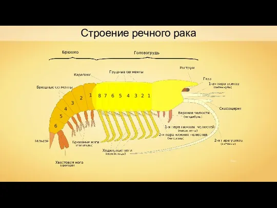 Строение речного рака Illustr