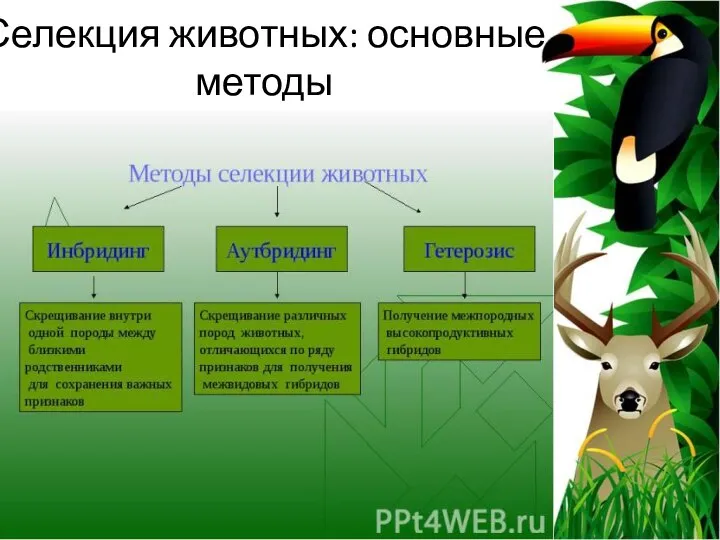 Селекция животных: основные методы