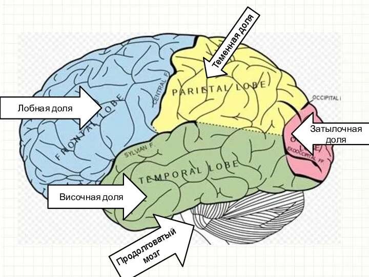 Лобная доля Теменная доля Затылочная доля Продолговатый мозг Височная доля