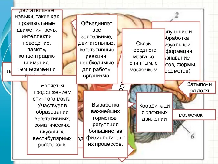 Лобная доля двигательные навыки, такие как произвольные движения, речь, интеллект и поведение,