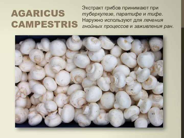 AGARICUS CAMPESTRIS Экстракт грибов принимают при туберкулезе, паратифе и тифе. Наружно используют