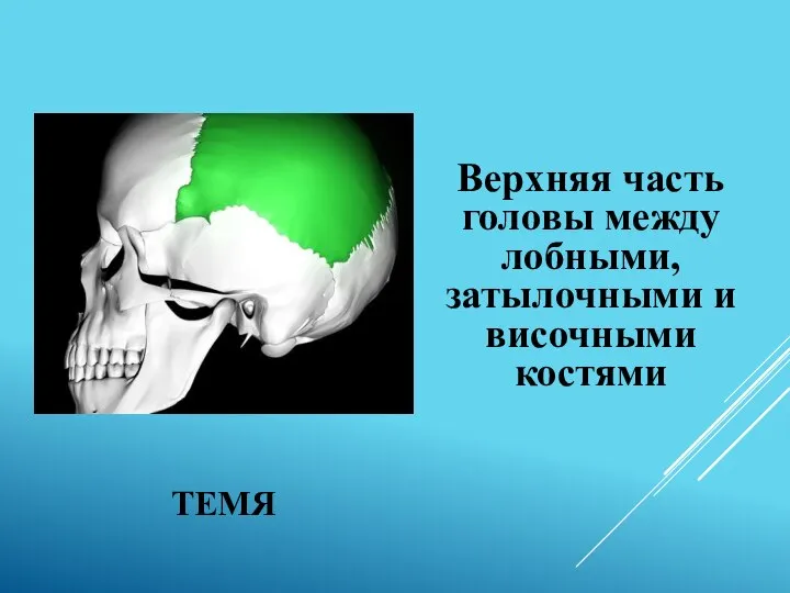 ТЕМЯ Верхняя часть головы между лобными, затылочными и височными костями