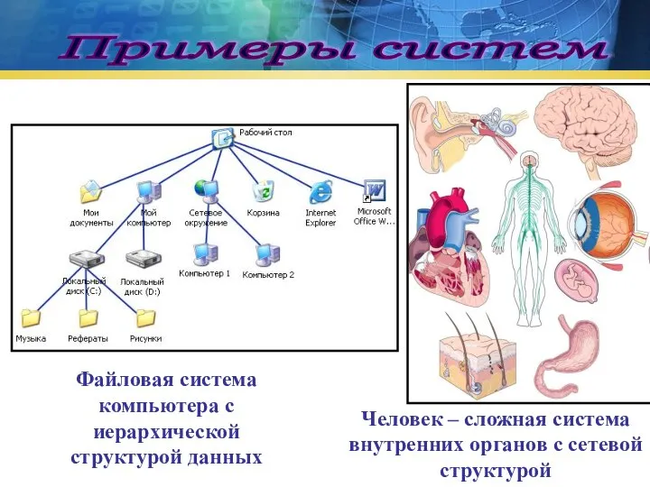 Примеры систем Файловая система компьютера с иерархической структурой данных Человек – сложная