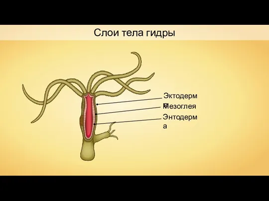 Слои тела гидры