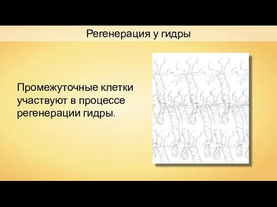 Регенерация у гидры Промежуточные клетки участвуют в процессе регенерации гидры.