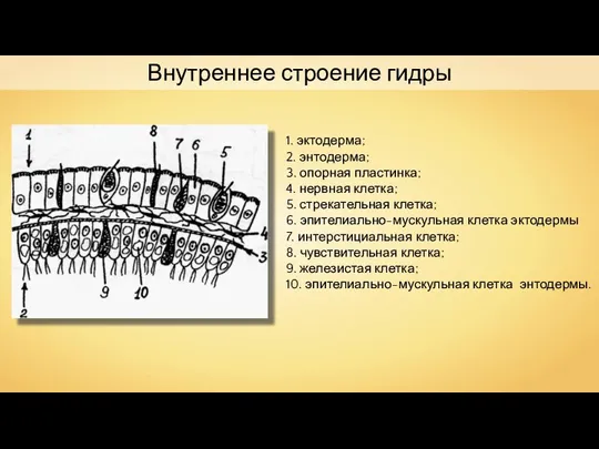 Внутреннее строение гидры 1. эктодерма; 2. энтодерма; 3. опорная пластинка; 4. нервная