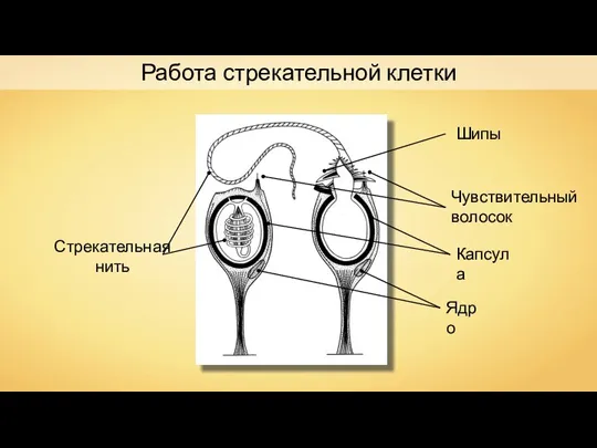 Работа стрекательной клетки Стрекательная нить Шипы