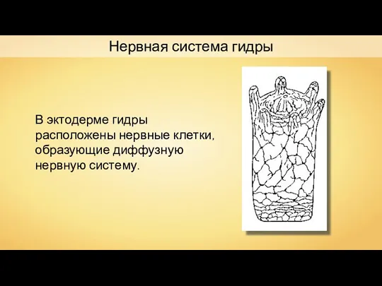 Нервная система гидры В эктодерме гидры расположены нервные клетки, образующие диффузную нервную систему.