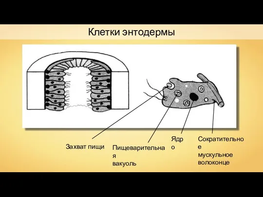 Клетки энтодермы Захват пищи Пищеварительная вакуоль Ядро