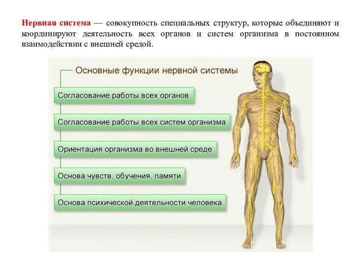 Нервная система — совокупность специальных структур, которые объединяют и координируют деятельность всех