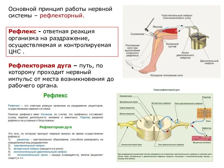 Основной принцип работы нервной системы – рефлекторный. Рефлекс - ответная реакция организма