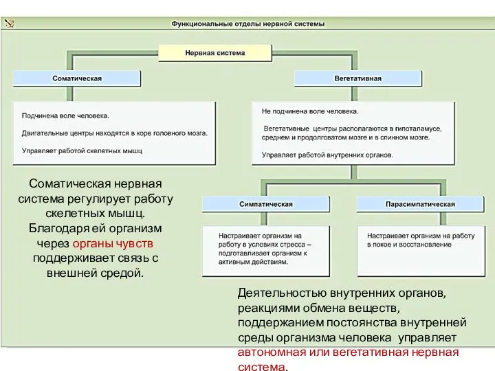 Соматическая нервная система регулирует работу скелетных мышц. Благодаря ей организм через органы