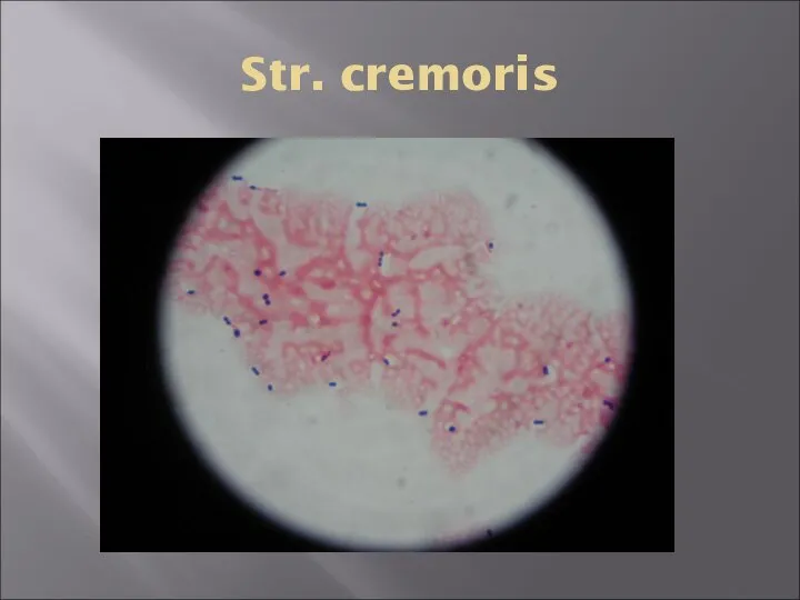 Str. cremoris
