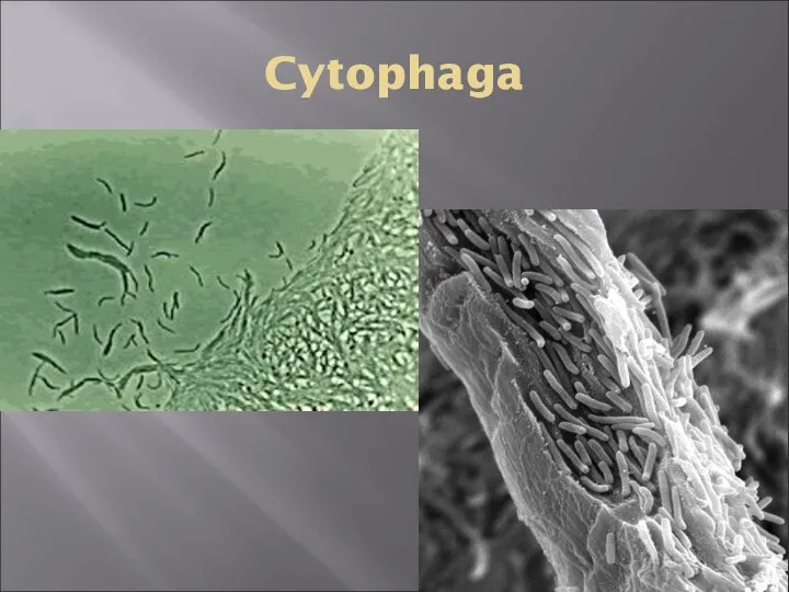 Cytophaga