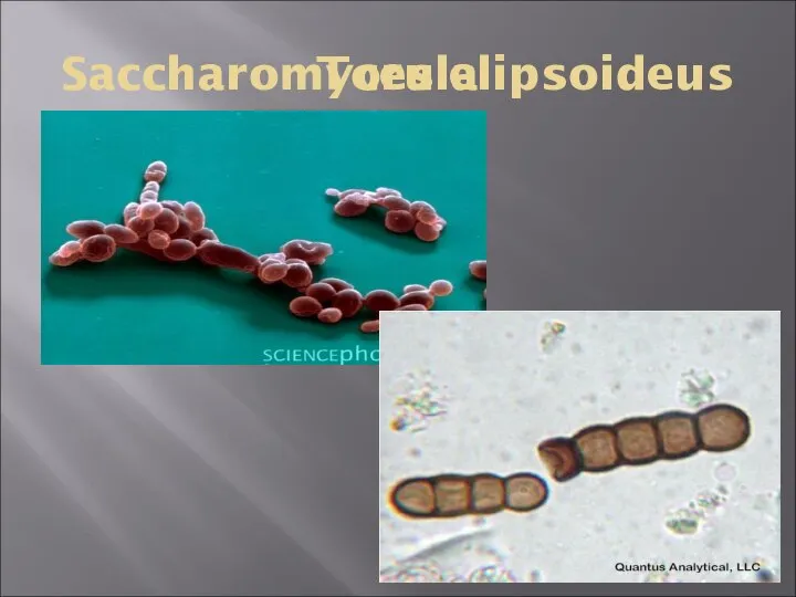 Saccharomyces elipsoideus Torula