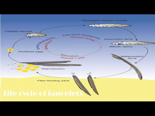Life cycle of lancelets