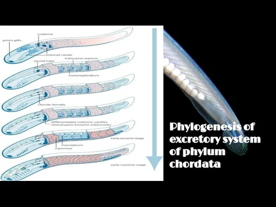 Phylogenesis of excretory system of phylum chordata