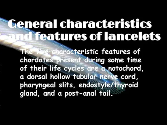 General characteristics and features of lancelets The five characteristic features of chordates