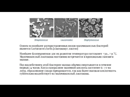 Одним из наиболее распространенных видов молочнокислых бактерий является Lactococcus lactis [лактококус лактис]