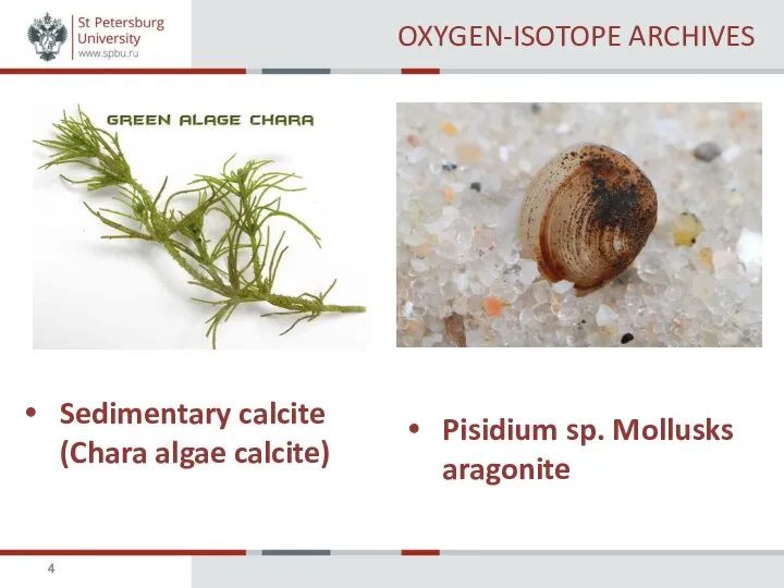 OXYGEN-ISOTOPE ARCHIVES Sedimentary calcite (Chara algae calcite) Pisidium sp. Mollusks aragonite