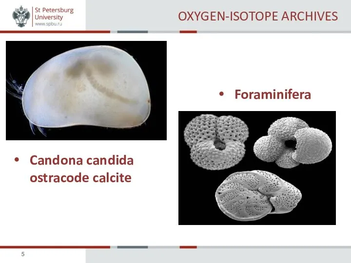 OXYGEN-ISOTOPE ARCHIVES Candona candida ostracode calcite Foraminifera