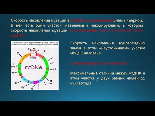 Скорость накопления мутаций в мтДНК в 10 раз больше, чем в ядерной.