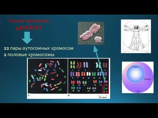 Геном человека 46+XX/XY 22 пары аутосомных хромосом 2 половые хромосомы