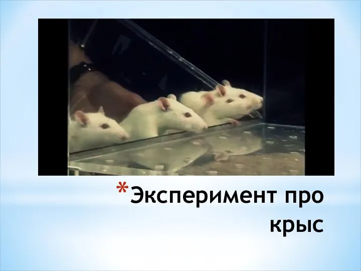 Эксперимент про крыс