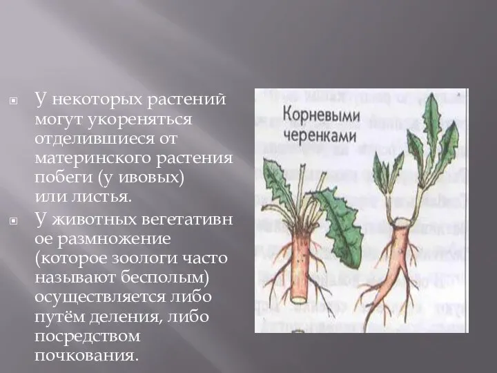 У некоторых растений могут укореняться отделившиеся от материнского растения побеги (у ивовых)