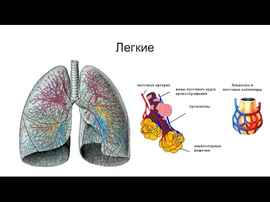 Легкие