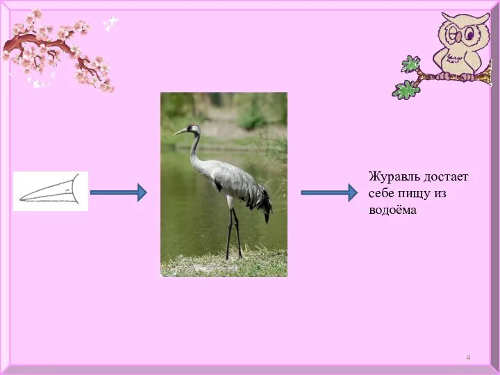 Журавль достает себе пищу из водоёма