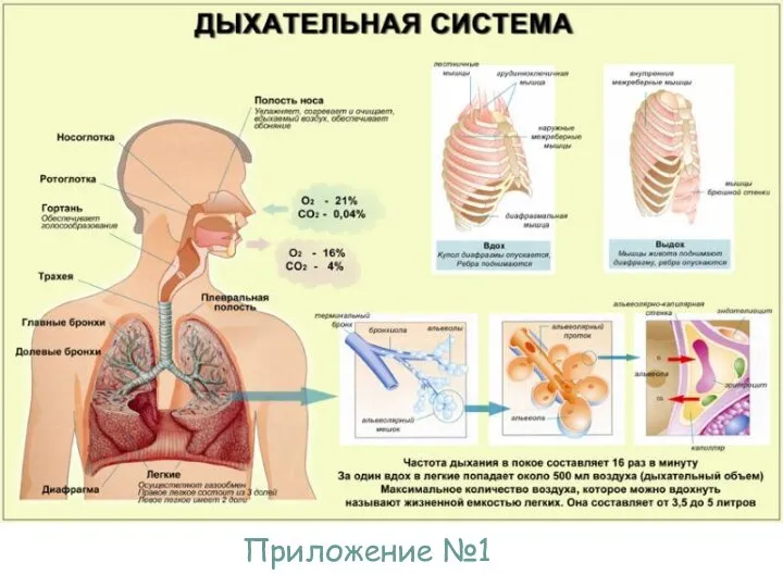 Приложение №1