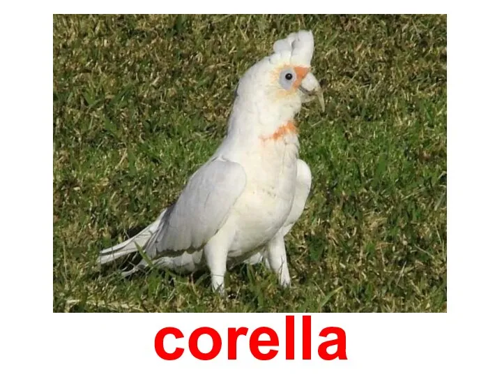 corella