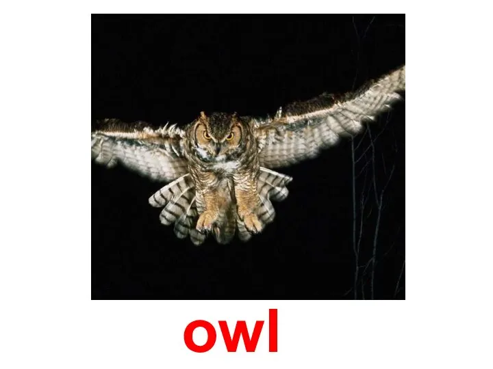 owl