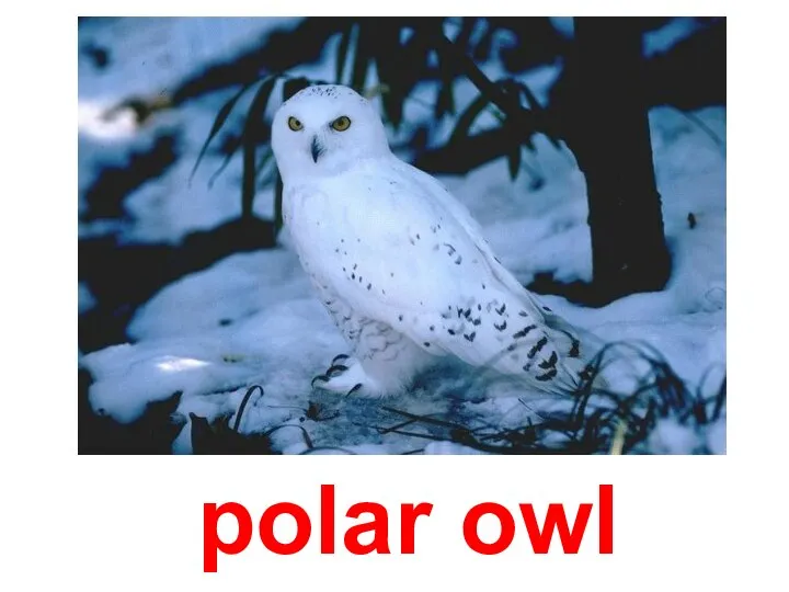 polar owl