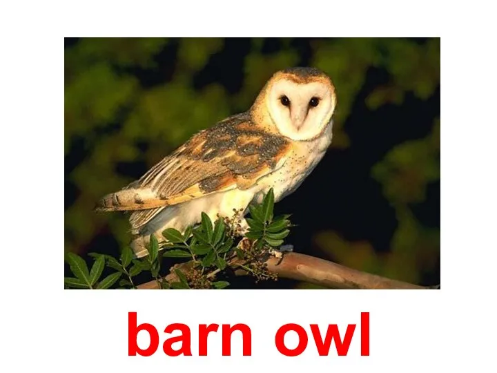 barn owl