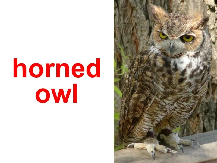 horned owl