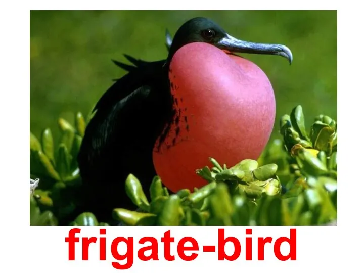 frigate-bird