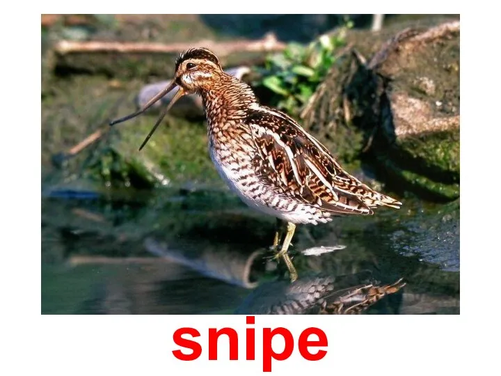 snipe