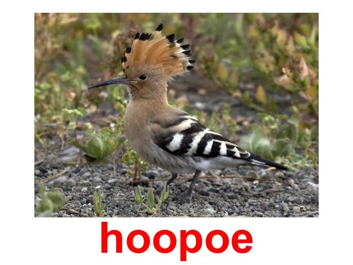 hoopoe